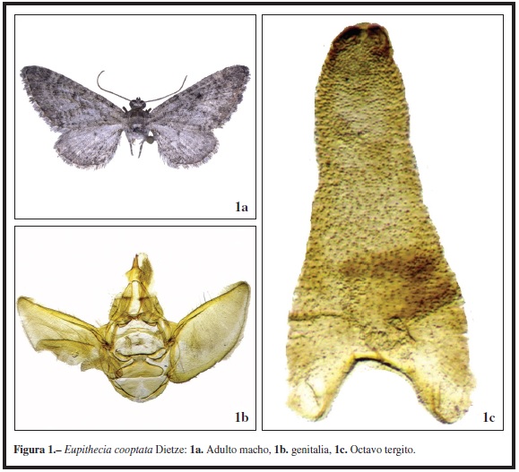 Eupithecia cooptata Dietze: 1a. Adulto
macho, 1b. genitalia, 1c. Octavo tergito