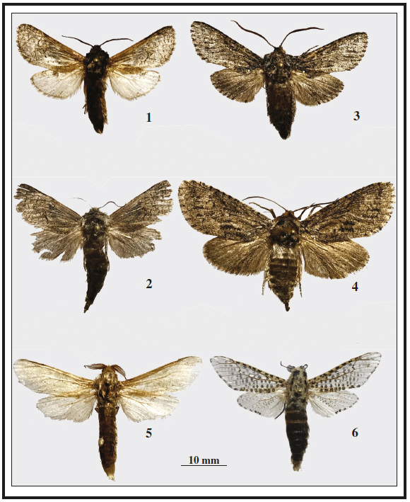 Kotchevnik modestus (Staudinger, 1887), ♂, Orenburg Province, Guberlya river Valley (coll. R. Yakovlev). 4. Kotchevnik modestus (Staudinger, 1887), ♀, Orenburg Province, Guberlya river Valley (coll. R. Yakovlev). 5. Deserticossus volgensis (Christoph, 1893), ♂, Orenburg Province, Guberlya river Valley (coll. R. Yakovlev). 6. Deserticossus volgensis (Christoph, 1893), ♀, Orenburg Province, Guberlya river Valley (coll. R. Yakovlev). 7. Phragmataecia albida Erschoff, 1874, ♂, Orenburg Province, Guberlya river Valley (coll. R. Yakovlev). 8. Zeuzera pyrina (Linnaeus, 1761), ♂, Orenburg Province, Guberlya river Valley (coll.
R. Yakovlev).