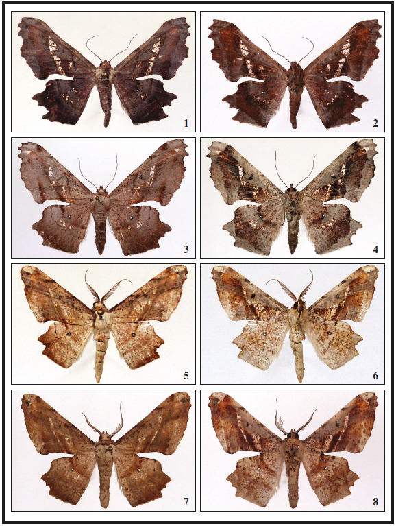 1-2. Gonodontis ivani Expósito, sp. n., holotipo ♀. 1. Anverso. 2. Reverso. 3-4. G. pallida Butler, 1880, ♀, Isla de Ambelau. 3. Anverso. 4. Reverso. 5-6. G. ivani Expósito, sp. n., Paratipo 1, ♂. 5. Anverso. 6. Reverso. 7-8. G. ivani Expósito, sp. n., paratipo 2, ♂. 7. Anverso. 8. Reverso.