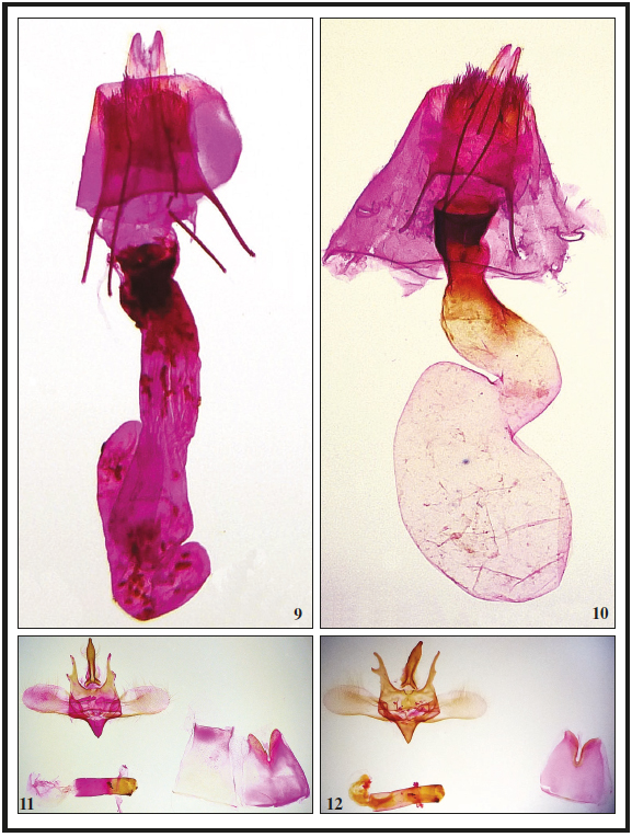 9. Gonodontis ivani Expósito, sp. n., holotipo ♀. Genitalia AEH 3309. 10. Gonodontis pallida Butler, 1880, Isla de Ambelau, ♀. Genitalia AEH 3308. 11. G. ivani Expósito, sp. n., paratipo 3, ♂. Genitalia AEH
3303. 12. G. pallida Butler, 1880, Isla
de Ambelau, ♂. Genitalia
AEH 3302.