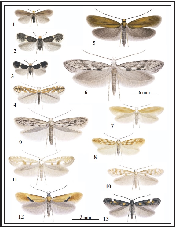 1. Stigmella nylandriella (Tgstr.). 2. Ectoedemia
argyropeza (Z.). 3. E. spinosella (Joann.). 4. Phyllonorycter
sorbi (Frr.). 5. Roeslerstammia erxlebella (F.). 6. Rhigognostis
senilella (Zett.). 7. Argyresthia aurulentella Stainton.
8. A. thuriferana Gbx. 9. A. buvati Gbx. 10. A.
reticulata Stgr. 11. A. submontana Frey. 12. Batia
internella Jäckh. 13.
Mompha raschkiella (Z.). 

 