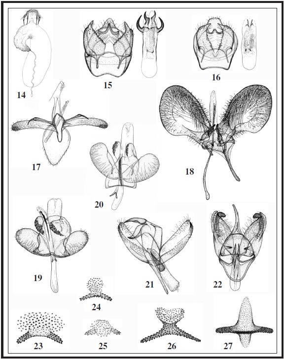 Male (15-22) and female (14) genitalia. 14. Stigmella nylandriella (Tgstr.). 15. Ectoedemia argyropeza (Z.). 16. E. spinosella (Joann.). 17. Phyllonorycter sorbi (Frr.). 18. Rhigognostis senilella (Zett.). 19. A. thuriferana Gbx. 20. A. reticulata Stgr. 21. Batia internella Jäckh. 22. Mompha raschkiella (Z.). 23-25. Signum of the female genitalia. 23. Argyresthia aurulentella Stainton. 24. A. thuriferana Gbx. 25. A. buvati Gbx. 26. A.
reticulata Stgr. 27. A. submontana Frey.