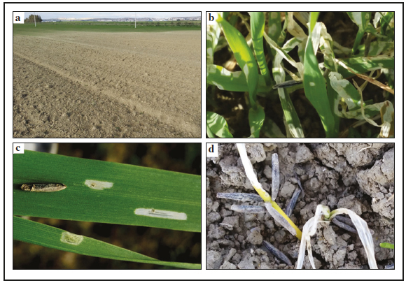 Damage of Coleophora perplexella on
oat: