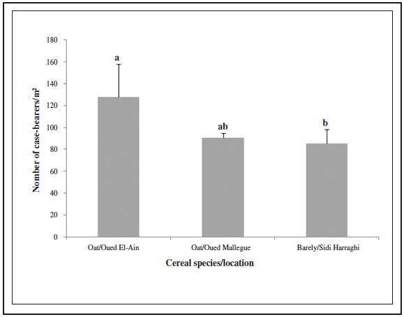 Case-bearers density in two cereal species
and three locations