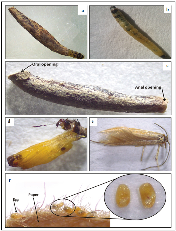 Different biological stages of Coleophora
perlexella: