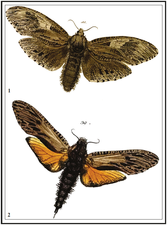 Cossidae (Zeuzerinae), adults