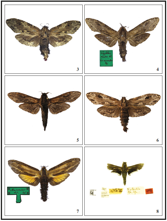 Cossidae
(Zeuzerinae), adults