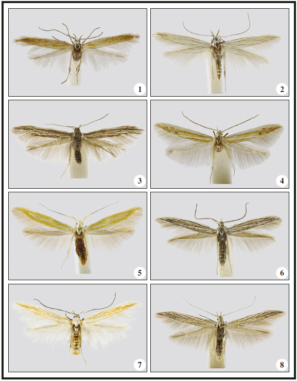 1. Coleophora oreiosella Baldizzone sp. n., Holotype ♂ (abdomen
dissected). 2. C. hiberica Baldizzone ♀
(wingspan 13 mm). 3. C. praecursella Zeller ♀ (12 mm). 4. C.
moehringiae Burmann ♀ (adomen dissected, 11
mm). 5. C. glaseri Toll ♀ (12 mm). 6. C. anitella Baldizzone
♀ (10 mm). 7. C. depunctella Toll ♂ (12
mm) [photo Richter]. 8. C. galatellae E. M. Hering, ♂ (13 mm).