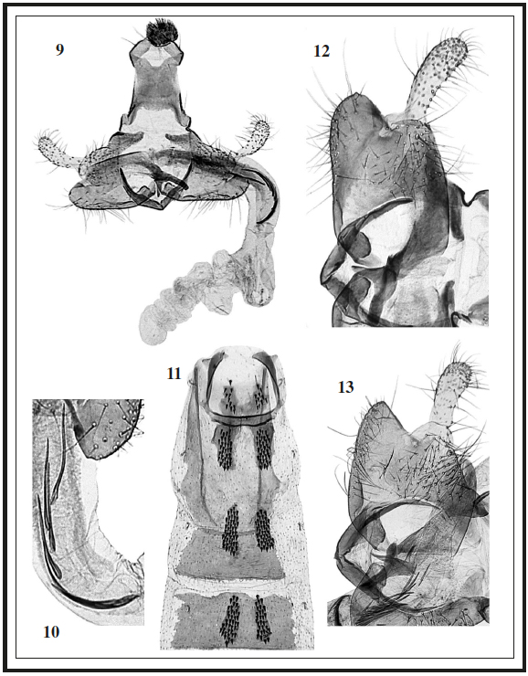 9. C. oreiosella Baldizzone sp. n., male genitalia: (PG
Bldz 7525) Holotype. 10. C. oreiosella Baldizzone sp. n., male
genitalia: (PG Bldz 4557) Paratype, detail of cornuti. 11. C.
oreiosella Baldizzone sp. n., male abdomen: (PG Bldz 7525). 12. C.
oreiosella Baldizzone sp. n., male genitalia: (PG Bldz 4557) enlarged
detail of cucullus, sacculus and phallotheca. 13. C. svenssoni Baldizzone,
male genitalia (PG Bldz 5782) Paratype “Suecia, Pältsa, 1000 m, 10-VII-1978, B.
Bengtsson”, enlarged detail of cucullus, sacculus and phallotheca.