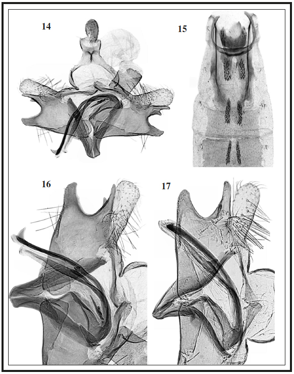 14. C. depunctella Toll, male genitalia: (PG Bldz 14148)
Greece, Larissa, Olympos Mts., 11 km NE Kalvia, 1850 m, 20-VII-1998, B. Skule
& D. Nillson leg. 15. C. depunctella Toll, abdomen genitalia.
16. C. depunctella Toll, male genitalia, enlarged detail of
cucullus, sacculus and phallotheca. 17. C. depunctella Toll, male
genitalia: (PG JT 3346), Bulgaria, Kresna, 21-22-VI-2000, J. Junnilainen leg.,
enlarged detail of cucullus, sacculus and phallotheca.