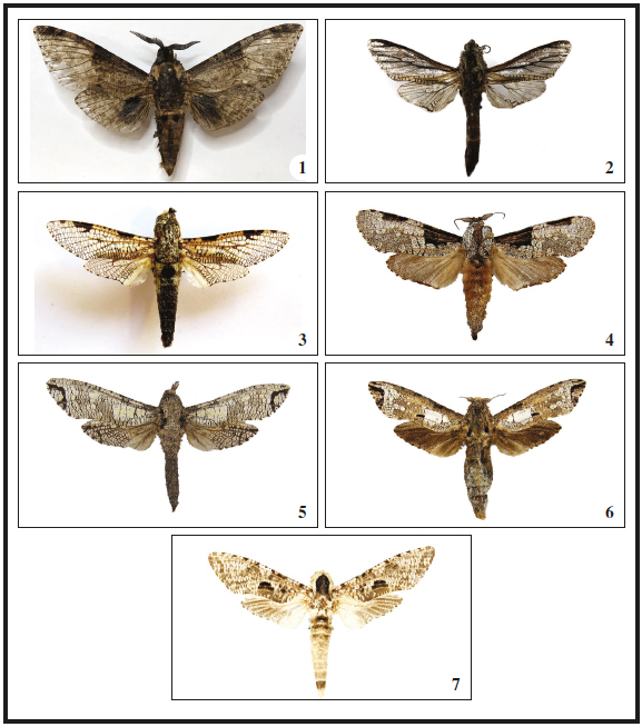 1. Macrocossus toluminus (Druce, 1887), ♂, Gabon, Ogooue Ivindo
PN, Ivindo Station de Recherche d&rsquo;Ipassa, 450 m, 14-26-VI-2016, N0&ordm; 30&rsquo; 43&rdquo; /
E12&ordm; 48&rsquo; 12&rdquo;, Ruzzier, E., Tasane, T. leg., ANHRT: 2017.19 (ANHRT). 2. Tarsozeuzera
livingstoni Yakovlev, 2006, ♂, Gabon, Ogooue Ivindo PN, Ivindo Station de
Recherche d&rsquo;Ipassa, 450 m, 14-26-VI-2016, N0&ordm; 30&rsquo; 43&rdquo; / E12&ordm; 48&rsquo; 12&rdquo;, Ruzzier,
E., Tasane, T. leg., ANHRT: 2017.19 (ANHRT). 3. Pseudozeuzera biatra (Hampson,
1910), ♂, Gabon, Monila, 30-II-1964, Rec. V. Allard (RMCA). 4. Aethalopteryx
squameus (Distant, 1902), ♂, Gabon, Ogooue Ivindo PN, Ivindo Station de
Recherche d&rsquo;Ipassa, 450 m, 14-26-VI-2016, N0&ordm; 30&rsquo; 43&rdquo; / E12&ordm; 48&rsquo; 12&rdquo;, Ruzzier,
E., Tasane, T. leg., ANHRT: 2017.19 (ANHRT). 5. Strigocossus moderata
(Walker, 1856), ♂, Gabon, Monts Cristal, 5-X-1991, leg. Dr. Politzar (MWM).
6. Strigocossus crassa (Drury, 1782), ♂, Gabon, Andok foula, 0&ordm;
25&rsquo; 51&rdquo;N / 10&ordm; 7&rsquo; 43&rdquo;E, 19-22-V-2011, 72 m, leg. Viktor Sinyaev & Yury
Bezverkhov (MWM). 7. Eburgemellus geminatus (Gaede, 1930), ♂,
Gabon, Baraka, 3 km NE No-Ayong village, 0&ordm; 36&rsquo; 24&rdquo; N / 9&ordm; 41&rsquo; 37&rdquo;E,
1-3-VI-2011, leg. Viktor Siniaev & Yury Bezverkhov (MWM).