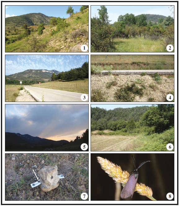 1. Locality I. Spain, Castilla-La Mancha,
Cuenca Province, vic. Huélamo, 1265 m. Habitat of A. bolivari. 2. Locality
III. Spain, Castilla-La Mancha, Cuenca Province, NE of Huélamo, 1222 m. Habitat
of Rh. predotae and A. bolivari. 3. Locality IV. Spain,
Castilla-La Mancha, Cuenca Province, NE of Huélamo, 1225 m. Habitat of Rh.
predotae and A. bolivari. 4. Locality IV. Spain, Castilla-La
Mancha, Cuenca Province, NE of Huélamo, 1225 m. This roadside is a secondary
biotope in which Rh. predotae was found. 5. Locality IV. Spain,
Castilla-La Mancha, Cuenca Province, NE of Huélamo, 1225 m. Evening twilight,
the moment of sunset is the main activity time of the males of Rh. predotae.
6. Locality VII. Spain, Catalonia, Barcelona Province, West of Alpens,
870 m. Habitat of Rh. pruni. 7. The male of Rh. predotae (shown
by white arrow) attracted to the lure EFETOV-S-S-2 fixed on stones on the
ground. Locality IV, 13-VII-2018, 21:00. The specimen is trying to copulate
with the cardboard. 8. Male specimen of Rh. predotae in the
locality IV, 13-VII-2018.