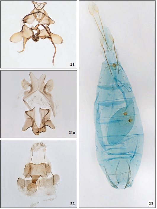 21. Scythris grancanariella Falck & Karsholt, sp. n., Gran Canaria, ♂, GP2732PF. 21a. Segment VIII. 22. Scythris grancanariella Falck & Karsholt, sp. n., Gran Canaria, ♀, GP2730PF. 23. Pyroderces apicinotella (Chrétien, 1915), Tenerife, ♀, GP2508PF.