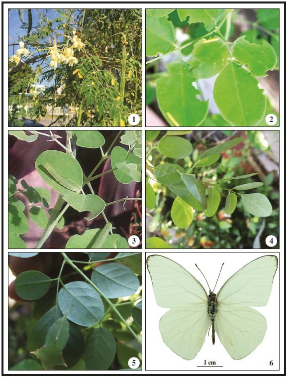 1. Flores y frutos de Moringa oleifera Lamarck; 2. Larvas de primer estado de G.
drusilla (Cramer, 1777);
3. Larvas de 4-5 estado de G. drusilla (Cramer, 1777); 4. Vista lateral de la pupa G. drusilla (Cramer, 1777); 5.
Vista dorsal de la pupa G. drusilla (Cramer, 1777); 6. Adulto macho G. drusilla (Cramer, 1777).