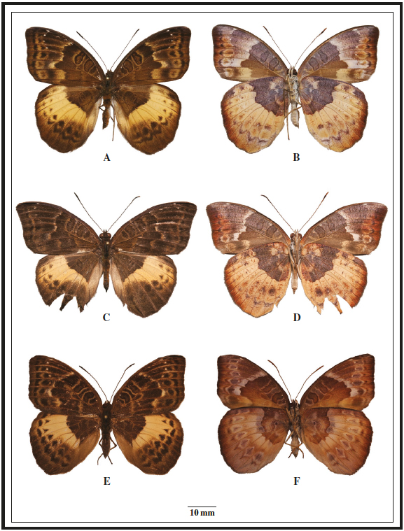 Euriphene lomaensis female (Gola Forest, Sierra Leone) upper side (A) and under side (B), E. lomaensis female (Sapo National Park, Liberia) upper side (C) and under side (D), E. coerulea (Ankasa National Park, Ghana) upper side (E) and under side (F).
