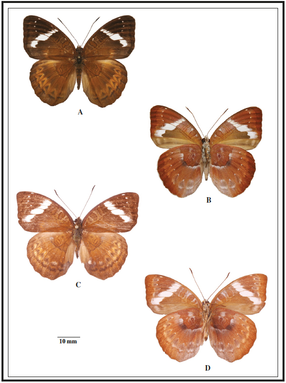 Euriphene taigola (Gola Forest, Sierra Leone) female upper side (A) and under side (B) and E. aridatha feronia female upper side (C) and under side (D) (Western Peninsula Mountains, Sierra Leone).