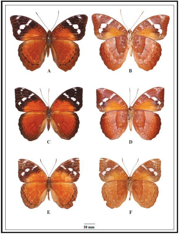 Euriphene bernaudi (Mount Kupe - Koup&eacute;, Cameroon) female upper side (A) and under side (B), E. jacksoni (Kivu, DRC) female upper side (C) and under side (D), E. hecqi (Lobaye, CAR) female upper side (E) and under side (F).
