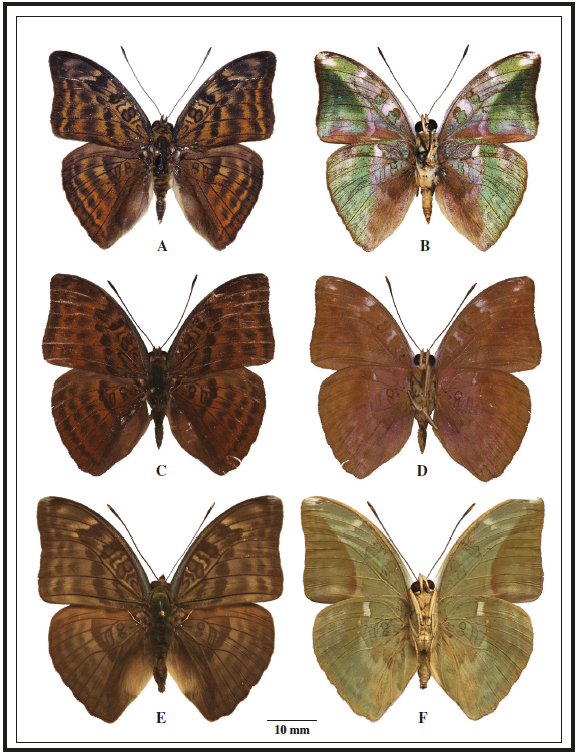 Bebearia inepta (Mount Swa, Liberia) male upper side (A) and under side (B), B. laetitia (Cape Three Points, Ghana) male upper side (C) and under side (D), B. demetra (light form Guma Valley, Sierra Leone) male upper side (E) and under side (F).