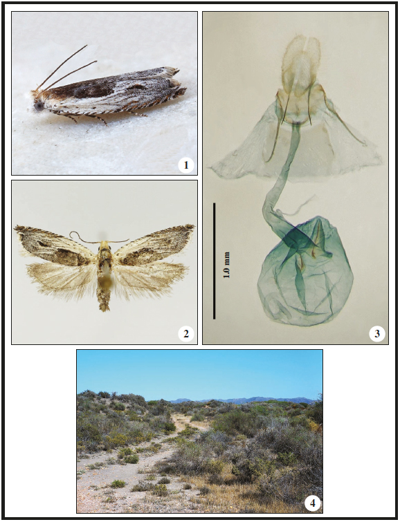 1.Ancylis sederana Chrétien, 1915, Spain, Almería, sand dunes near Cabo del Gata, 15-VI-2018, female, living female. 2. Prepared female. 3. Female genitalia, scale 1.0 mm. 4. Habitat (all photos Friedmar Graf).