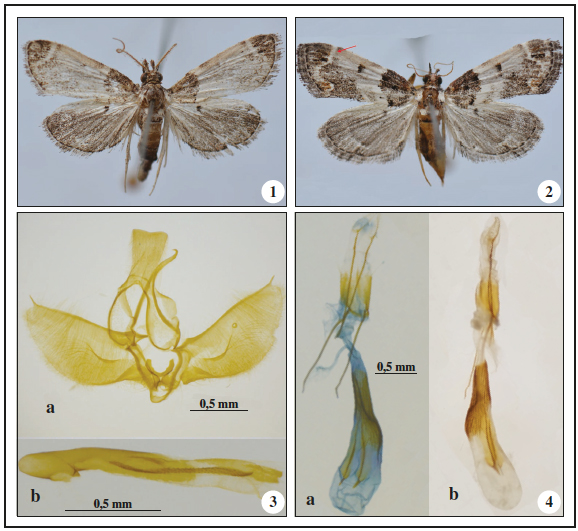 Lepidogma wiltshirei Ams. 1. Adult male; 2. Adult female; 3a. Male genitalia armature; 3b. Aedeagus; 4a. Female genitalia (after preparation); 4b. Female genitalia (during the preparation).