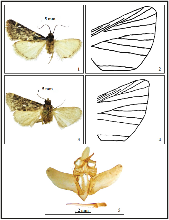 1.Tyndis megistalis Hampson, 1906, OMAN, Dhofar, Jebel al Qamar, 20 km E Sarfait, ♀, 28-I-2017. 2.Tyndis megistalis Hampson, 1906, Geäder Vfl (Zoom: 20x). 3.Pithyllis dhofaralis Seizmair, sp. n., Holotypus. 4.Pithyllis dhofaralis Seizmair, sp. n, Geäder Vfl (Zoom: 20x). 5.Pithyllis dhofaralis Seizmair, sp. n. Paratypus, männliches Genital, gen. prep. SZPYR2118, prep. M. Seizmair.