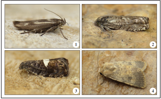1.Scythris ventosella Chrétien, 1907, Faia Brava (J. Nunes). 2.Pammene giganteana (Peyerimhoff, 1863), Gaia (J. Nunes). 3.Pammene spiniana (Duponchel, 1843), Minas de Santo Adrião (J. Nunes). 4.Caradrina ibeasi (Fernández, 1918), Maçores (J. Nunes).