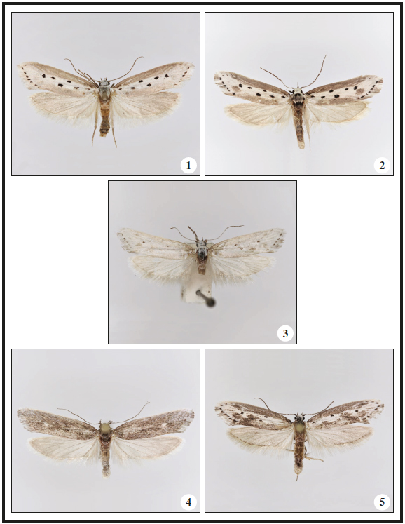 1.Ethmia terminella terminella Fletcher, 1938, ♂, Denmark, 19 mm. 2.Ethmia terminella terminella Fletcher, 1938, ♂, mainland Spain, 19 mm. 3.Ethmia terminella micropunctella Amsel, 1955, ♂, Jordan Valley, 19.5 mm. Holotypus. 4.Ethmia bennyi Falck & Karsholt, sp. n., ♂, Gran Canaria, 21 mm. 5.Ethmia pseudoterminella Falck & Karsholt, sp. n., ♂, Fuerteventura, 20 mm.