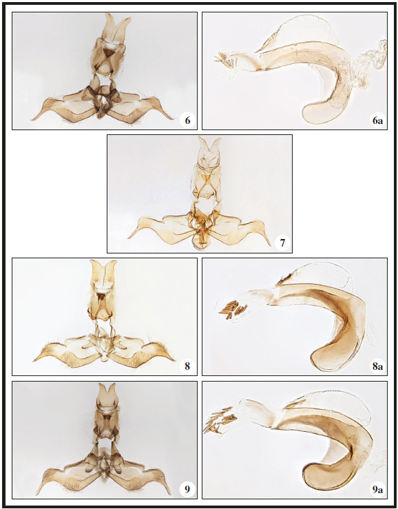 6.Ethmia terminella terminella Fletcher, 1938, Denmark, ♂, GP2759PF. 6a. Phallus, Denmark, GP2968PF. 7.Ethmia terminella micropunctella Amsel, 1955, Jordan Valley, ♂, GP3111 H. G. Amsel. Holotypus. 8.Ethmia bennyi Falck & Karsholt, sp. n., Gran Canaria, ♂, GP2965PF. 8a. Phallus, Gran Canaria, GP2962PF. 9.Ethmia pseudoterminella Falck & Karsholt, sp. n., Fuerteventura, ♂, GP2745PF. 9a. Phallus, Fuerteventura, GP2970PF.