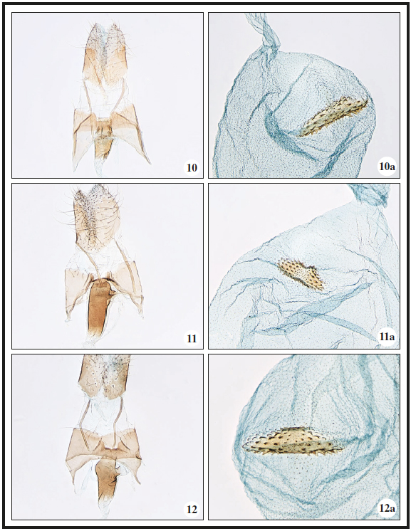 10.Ethmia terminella terminella Fletcher, 1938, Denmark, ♀, GP3049PF. 10a. Signum, GP3049PF. 11.Ethmia bennyi Falck & Karsholt, sp. n., Gran Canaria, ♀, GP3051PF. 11a. Signum, GP3051PF. 12. Ethmia pseudoterminella Falck & Karsholt, sp. n., Fuerteventura, ♀, GP3052PF. 12a. Signum, Fuerteventura, GP2761PF.