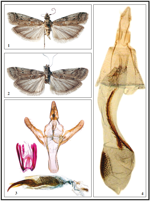 Delplanqueia enderleini1. Morfología del macho, 2. Morfología de la hembra. 3. Andropigio, JY5051. 4. Ginopigio, R. J. Heckford leg.