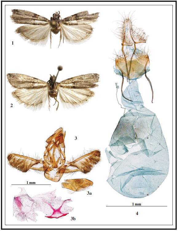 Adultos y genitalia.