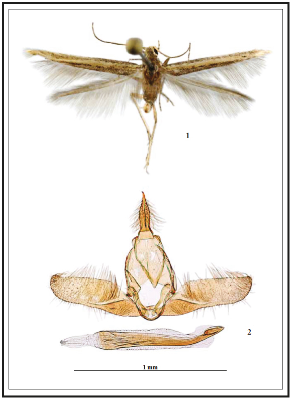 1. Adulto de Batrachedra amydraula Meyrick, 1916, 1. 2. Andropigio, prep. gen. 7530JG.