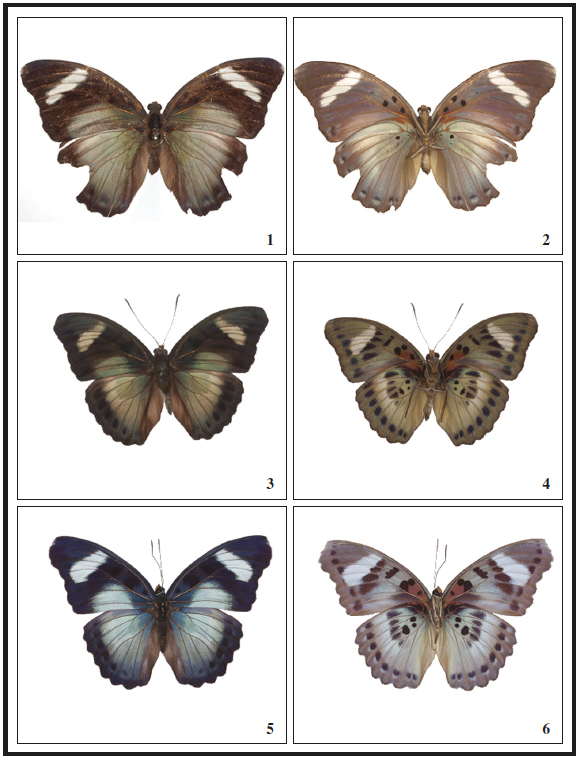 1. Euphaedra (Euphaedrana) eberti Aurivillius, 1896, ♂, R. 2. Id, V. 3. Euphaedra (Euphaedrana) permixtum (Butler, 1873), ♂, from Roça Rio Bimbe, R. 4. Id, V. 5. Euphaedra (Euphaedrana) permixtum (Butler, 1873), ♀ from Nova Oeiras, R. 6. Id, V.