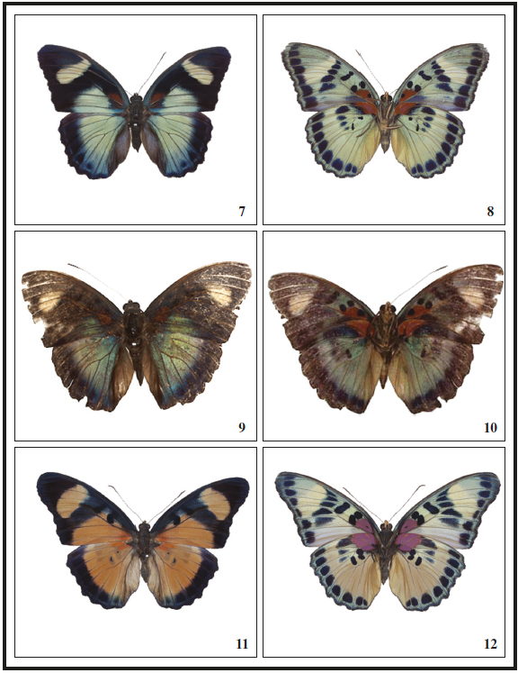 7. Euphaedra (Euphaedrana) divoides Bivar de Sousa & Mendes, sp. n. Holotype ♀, from Buco Zau, Cabinda, R. 8. Id, V. 9. Euphaedra (Euphaedrana) divoides Bivar de Sousa & Mendes, sp. n. Paratype ♂, from Buco Zau, Cabinda, R. 10. Id, V. 11. Euphaedra (Euphaedrana) adonina spectacularis Hecq, 1997, ♀, from Buco Zau, Cabinda, R. 12. Id, V.