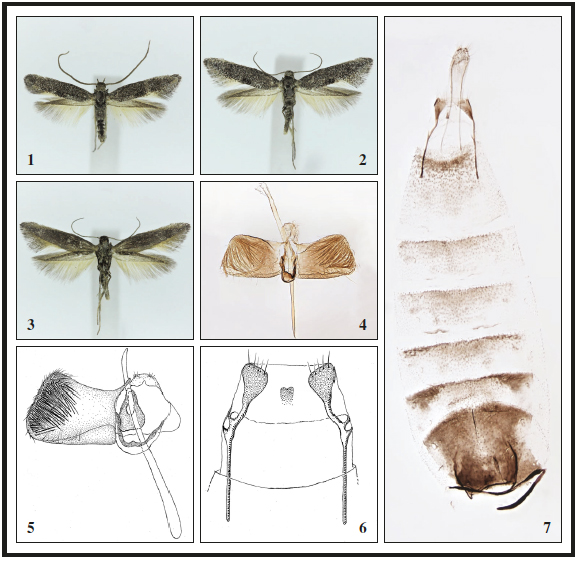1.Tinagma asignatum Gaedike & Falck, sp. n., ♂, Gran Canaria, 10.5 mm. 2.Tinagma asignatum Gaedike  & Falck,  sp.  n., ♀,  Gran  Canaria, 11.5  mm.  3.  Ditto,  underside.  4.  Tinagma  asignatum  Gaedike  & Falck,  sp.  n., ♂,  GP3077PF  (apex  of  phallus  pointing  towards  abdomen).  5.Tinagma  asignatum  Gaedike  & Falck,  sp.  n., ♂,  GP9778RG. 6.  Tinagma  asignatum  Gaedike  &  Falck,  sp.  n., ♀,  abdomen, GP3042PF.  7.Tinagma asignatum Gaedike & Falck, sp. n., ♀, GP 9779RG.