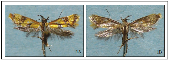 Epicallima icterinella (Mann 1867) 1, front and back; wingspan 12 mm.