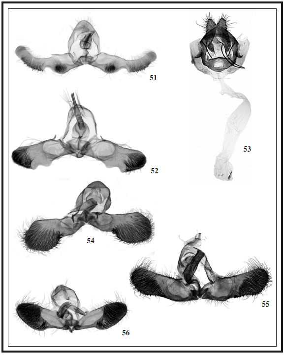 Genitalia.