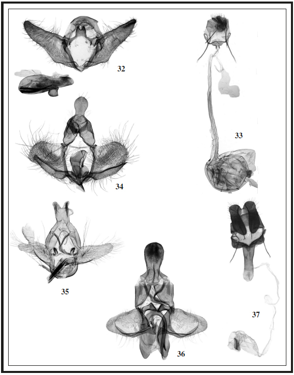 Genitalia.