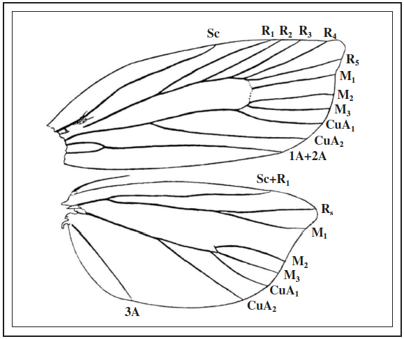 Thiopeia chokeana Razowski & Trematerra, sp. n.: venation of wings.