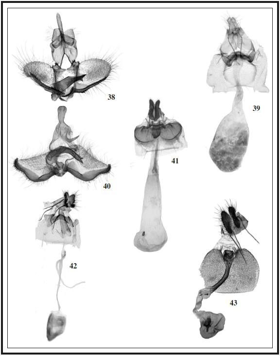 Genitalia.