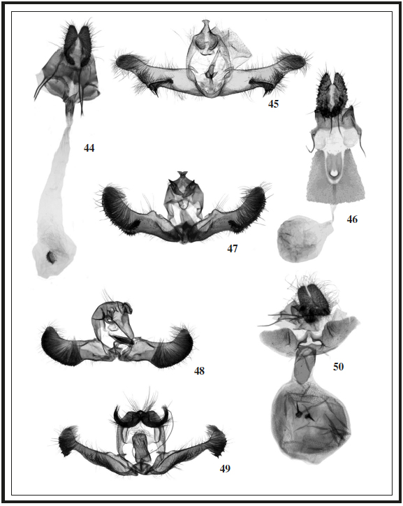 Genitalia.