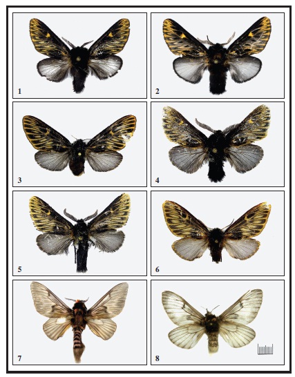 Habitus of Vadimas and Megalopyge: 1. Vadimas zolotuhini Volkova, sp. n. (male, holotype); 2.V. zolotuhini Volkova, sp. n. (male, paratype); 3. V. zolotuhini Volkova, sp. n. (female, paratype); 4. V. radogast Volkova, sp. n. (male, holotype); 5. V. radogast Volkova, sp. n. (male, paratype); 6. V. radogast Volkova, sp. n. (female, paratype); 7. Megalopyge lanata (Stoll) (male, MWM); 8. M. lanata (Stoll) (female, MWM). Scale bar 1 cm.