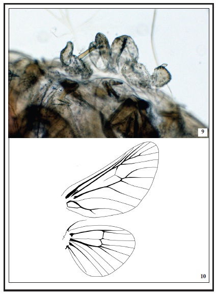 9. Mouthparts of Vadimas zolotuhini Volkova, sp. n. 10. Wing venation of Vadimas zolotuhini Volkova, sp. n.