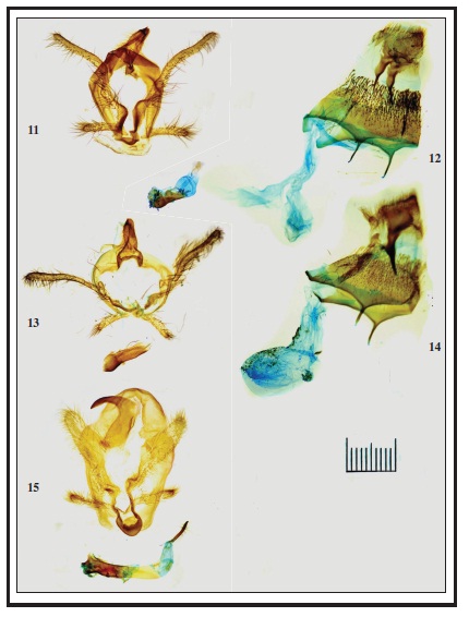 Genitalia of Megalopygidae. 11. Vadimas zolotuhini Volkova, sp. n. (male, holotype); 12. V. zolotuhini Volkova, sp. n. (female, paratype); 13. V. radogast Volkova, sp. n. (male, holotype); 14. V. radogast Volkova, sp. n. (female, paratype); 15. Megalopyge lanata (Stoll, [1780]).