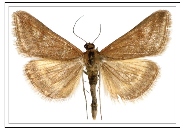 L. ayhanana Kemal & Koçak, 2017, from Van Province, Bahçesaray, Upper Mukus Valley 1840 m , 23- VI-2016, M. Kemal leg (paratype) used for DNA barcoding.