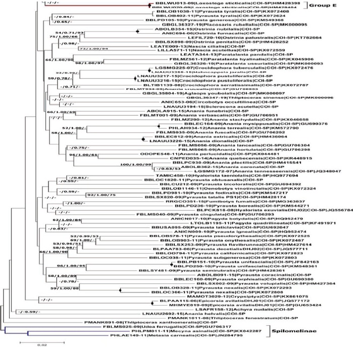 NJ, BI and ML analyses based on mtCOI gene sequences (Cont...)