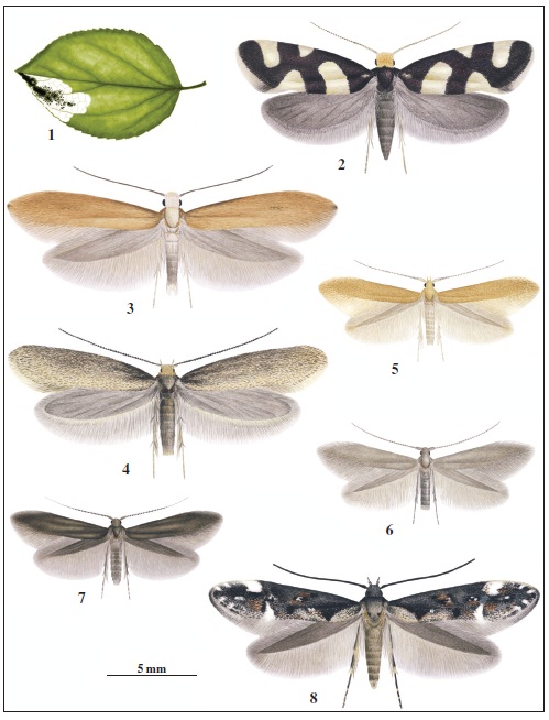 Adults. 1. Bohemannia pulverosella (Stainton), mine on Malus domestica. 2. Lampronia rupella ([Denis & Schiffermüller]), female. 3. Euhyponomeutoides albithoracellus Gaj. 4. Agnoea nonscriptella Corley.5. Coleophora lutipennella (Zeller). 6. C. laricella (Hübner). 7. C. violacea (Ström). 8. Mompha conturbatella(Hübner).