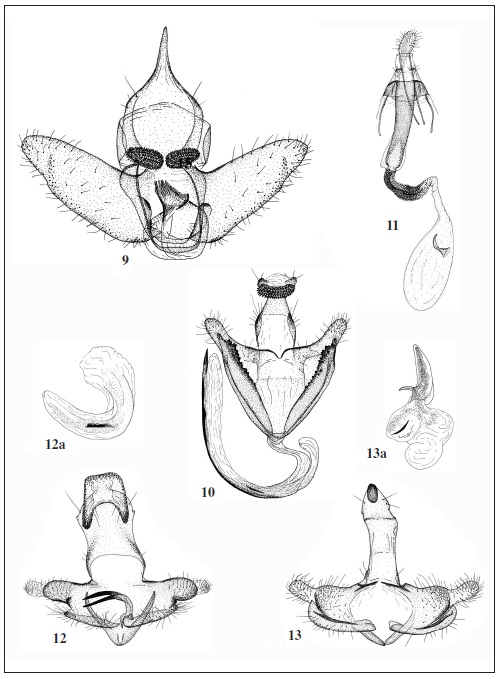Genitalia. 9. Agnoea nonscriptella Corley, male. 10-11. Coleophora lutipennella (Zeller), male andfemale. 12. C. laricella (Hübner), male, 12a. aedeagus. 13. C. violacea (Ström), male, 13a. aedeagus.