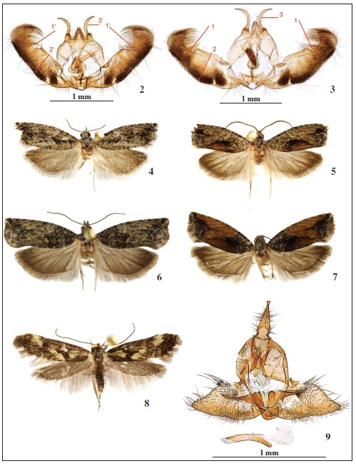 2. Andropigio de Epinotia cinereana (Haworth, 1811) prep. gen. 6028JG. 3. Andropigio de Epinotianisella (Clerck, 1759) prep. gen. 6120JG. 4. ♂Epinotia cinereana (Haworth, 1811). 5. ♂ Epinotia nisella (Clerck, 1759). 6. ♀ Epinotia nisella (Clerck, 1759). 7. ♀ Epinotia nisella (Clerck, 1759). 8. ♂Denisia similella (Hübner, 1796). 9. Andropigio de Denisia similella (Hübner, 1796) prep. gen. 7567JG.