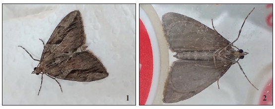 Tra&ccedil;a-do-cipreste Thera cupressata (Geyer, [1831]), Ponta Delgada, ilha de S&atilde;o Miguel, A&ccedil;ores. Adulto capturado em 22-X-2019; 1. Vista em posi&ccedil;&atilde;o de repouso; 2. Vista em posi&ccedil;&atilde;o ventral.